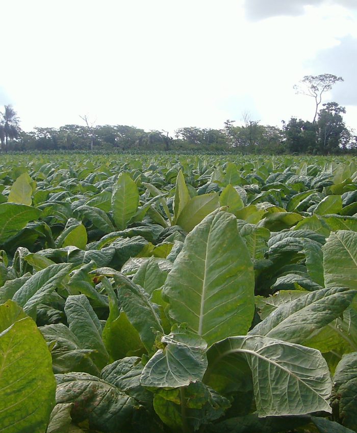 Fortalecimiento del Sector Agrícola II / PG-P14